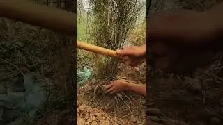 Digging Up Fresh Healthy Root Crops with Traditional Hand Tools #LabeeqaAgriFarm #Harvesting #Organi