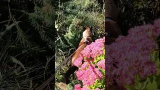 #рубаи #омархайям  #истина # обман #cats #flowergarden #отпуск😽