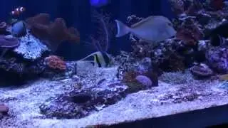 Reef Tank 2800L ( 740g ) III.