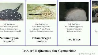 Iasc, ord Rajiformes, fine Gymnuridae urobatis fish roc maculatus jamaicensis chilensis Gymnura