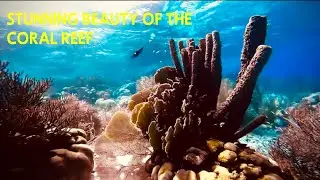 THE EXQUISITE BEAUTY OF THE CARIBBEAN REEF                                   GREAT FOR RELAXATION