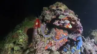 Plong&eacute;e en Martinique