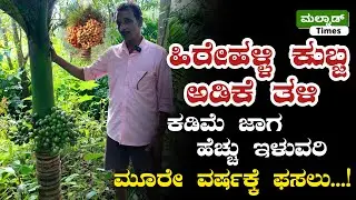 ಹಿರೇಹಳ್ಳಿ ಕುಬ್ಜ ತಳಿ ಅಡಿಕೆ...ಕಡಿಮೆ ಜಾಗ ಹೆಚ್ಚು ಇಳುವರಿ.. | Hirehalli dwarf arecanut #arecunut #adike