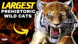 10 Most Largest Prehistoric Wild Cats - Part 1