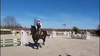 Cheval &agrave; vendre - Magnifique PS 6  ans CSO CROSS COMPLET  - equirodi.com