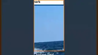 SHARK ATTACK on a seal, luckily it gets away, well as far as I know