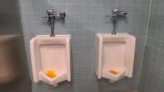 American Museum of Natural History toilets 