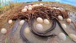 A fishing skills, pick duck eggs and catch fish in water in rice field by hand skills