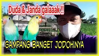 Cara Menjodohkan Kan Lovebird Biola Galak