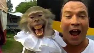 Power Monkey vs man