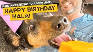 Hercules the Labrador puppy jumps in, happy birthday Nala and Uncle Luke in camouflage
