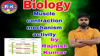 Muscle contraction mechanism activity #2026 