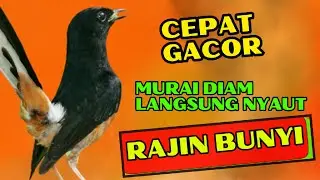 PANCINGAN PAGI-PAGI AGAR MURAI GACOR❗❗ MURAI DIAM PASTI NYAUT EMOSI❗❗❗