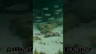 YELLOWTAIL SNAPPER HUNTING