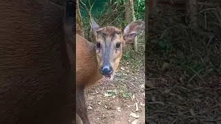 cute face of deer #shorts #youtubeshorts #animal #animalshortvideo  #youtubeshortsvideo #short