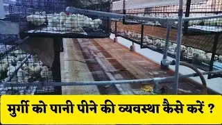 ✅ अंडा फार्म में water 💧 (पानी) का प्रबंधन कैसे करें ? Water Management in layer poultry farm |