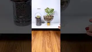 Outdoor recycle cutting bottle plastic growing plants flowers pots very easy #shorts #diy #flowers