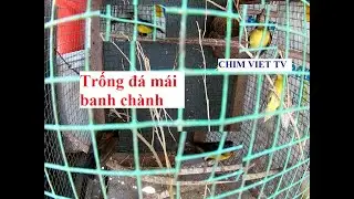 Gh&eacute;p đẻ chim h&uacute;t mật họng n&acirc;u (đỗ quy&ecirc;n) | Bird breeding model Anthreptes malacensis reproduction