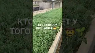 Магазин семян для выращивания микрозелени Моя зелень 🌱🌱🌱 #микрозелень #ситифермер #горох
