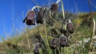 Прострел чернеющий  Pulsatilla nigricans