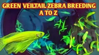 GREEN VEILTAIL ZEBRA BREEDING || VEILTAIL ZEBRA BREEDING A TO Z || EASY MATHEOD ||