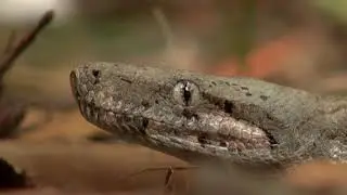 🦋🐍Honduras en 10 min🐟🐢 “el jardín del eden”🐌🐌🐌🐌