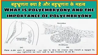 What is polyembryony and the importance of polyembryony (बहुभ्रूणता क्या है और बहुभ्रूणता के महत्व )