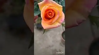 Rose garden 🧡🧡❤️🧡 #ytshorts #rosegardens #garden #nature #rosegardening #rosegarden #beautiful #rose