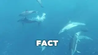 Strange and curious facts about dolphins #dolphins #documentary