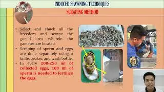 Oyster Single Spat Seed Production