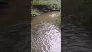 Check out these giants finding their way to the spawning grounds #shorts #salmon #2022 #fishing