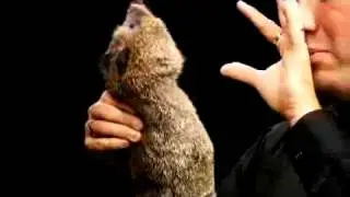 Robbie Raccoon + Teaching DVD Combo