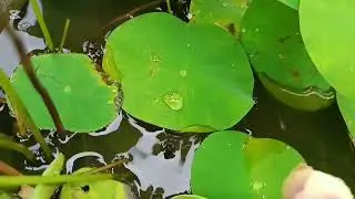 পদ্ম ফুল ফুটেছে বাড়ির ছাদে/ Lotus ameri camelia / Poddo ful