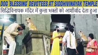 Dog 'Blessing' Devotees At Siddhivinayak Temple