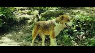 Zhiyun Smooth Q2 + Samsung S10 (4K) Gazo Waterfall/ Iran