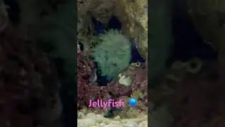 Jellyfish 🪼 medusa witnessed 😳😳 polyps hydrozoa #medusa #polyp #hydra #jellyfish #cnidaria #tenta