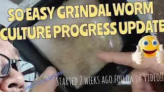 Live fish food grindal worm update #aquarium #fishtank #grindalworms #livefoodforfish #fishbreeding