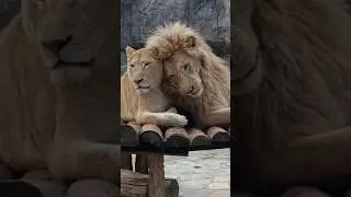 The Majestic Love of Lions: A Heartwarming Look at Lion Love