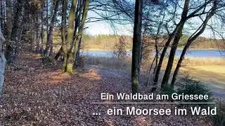 Ein Waldbad am Griessee