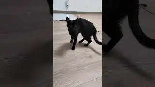 А что это у нас за кошечка?) #оле7 #ластёна #catbehavior #котофейка #funnycats #cat #gatos #кот
