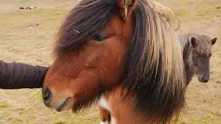 Iceland Sleep Story   Journey Through the Golden Circle |  1 Hour Bedtime Story for Deep Sleep