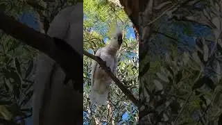 REJOICING WITH LILLY THE COCKATOO 😃❤️👍😍, #cockatoo #birdlovers #parrot #birds #parrot #wildlife