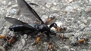 Liometopum Microcephalum (part 1) - capture and cut into pieces a female Bibio Marci. Team Work.