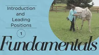 Intro to Fundamentals and Groundwork Positions | Basic Classical Training You Can Do