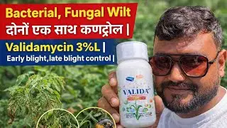 Bacterial,Fungal Wilt दोनों एक साथ कण्ट्रोल | Validamycin 3%L | Early blight,late blight control | 