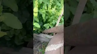 Pulling Brazilian spinach #short #share