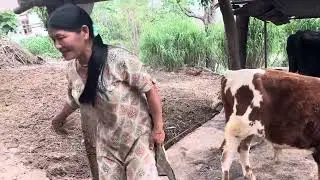 cow care on the farm//Morning chores to evening reflection