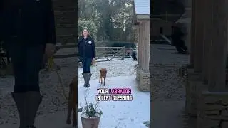 Does your Labrador understand the rules?