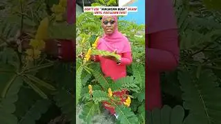 Secret Benefits of Cassia Alata You Should Know! 🌿✨ #shorts