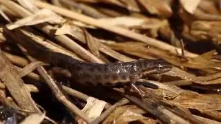 Smooth newt / Обыкновенный тритон / Lissotriton vulgaris